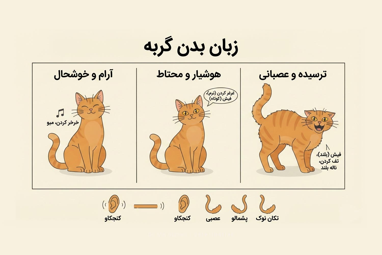 جدول بصری از زبان بدن و صداهای مختلف گربه