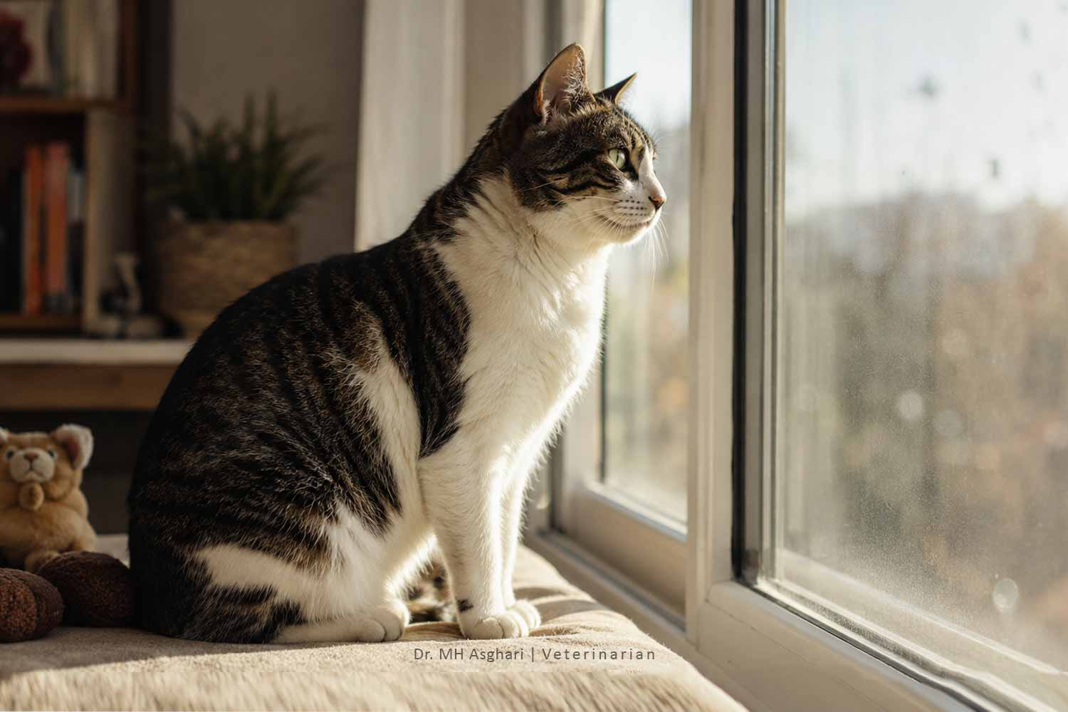 گربه FIV مثبت در حال استراحت آرام و زندگی روزمره در خانه
