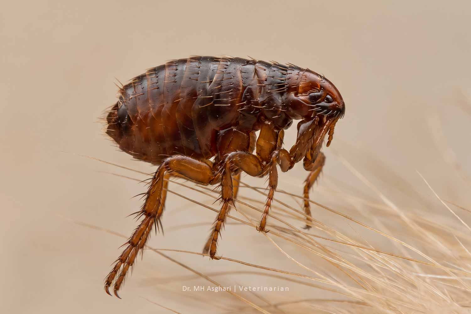 کک بالغ روی موهای گربه در نمای نزدیک