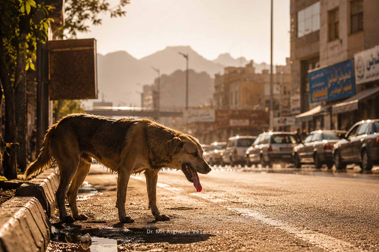 پیشگیری از گرمازدگی حیوانات خانگی ، سگی در حال ایستادن روی آسفالت داغ در روز گرم تابستانی با نشانه‌های استرس گرمایی